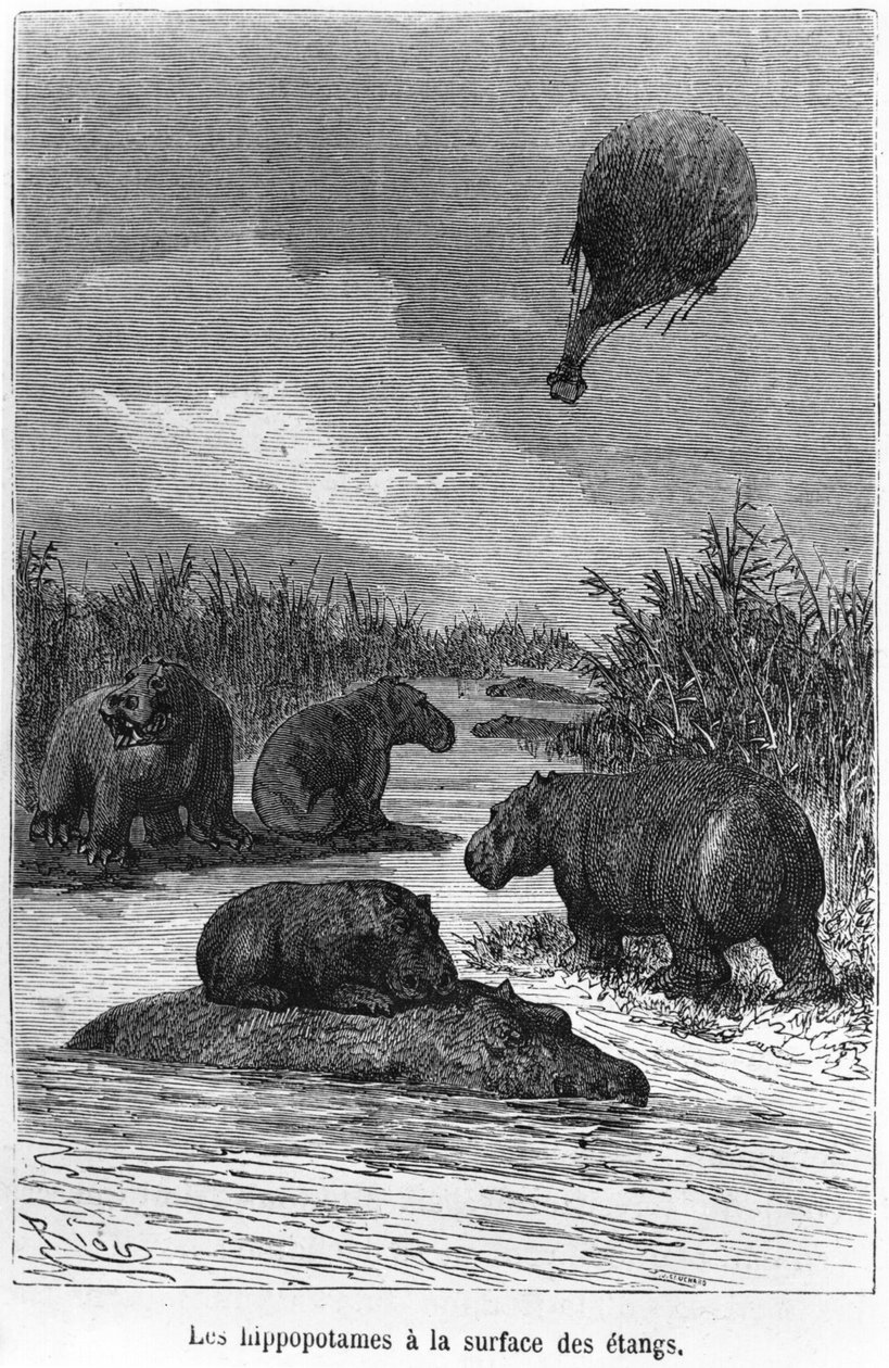 Su aygırı, Jules Verne (1828-1905) tarafından 'Balonda Beş Hafta'dan bir illüstrasyon, Paris, Hetzel by Edouard Riou