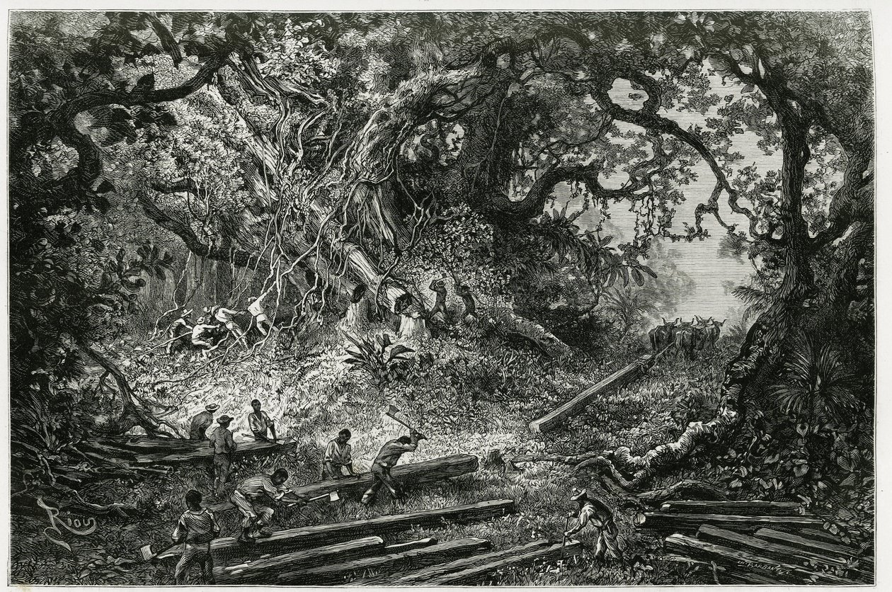 And Dağları ormanlarında maun sömürüsü. 1882
