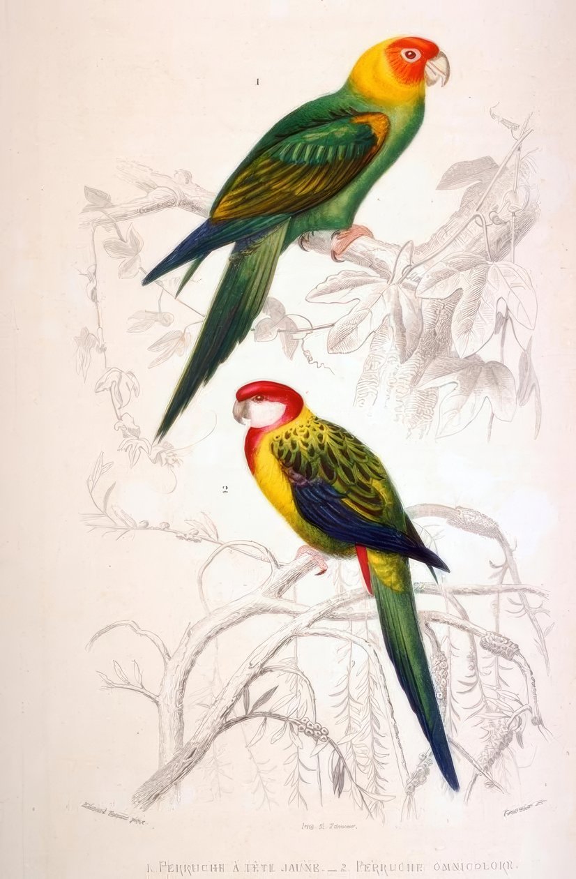 1. Sarı başlı muhabbet kuşu. 2. Çok renkli muhabbet kuşu by Edouard Travies
