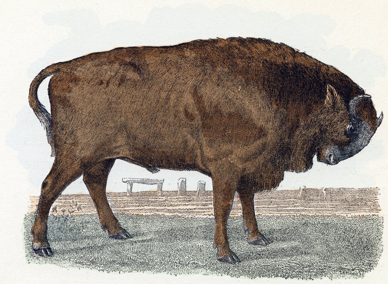 Aurochs (urauch veya auroch) - "Alfabe hayvanları gösterir" 19. yüzyıl (gravür) by Edouard Travies