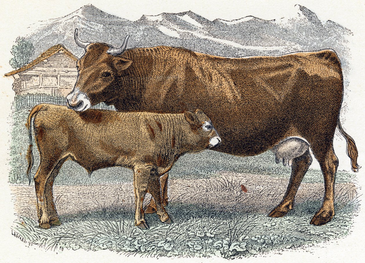Buzağı ineği - "Alfabe hayvanları gösterir" 19. yüzyıl (gravür) by Edouard Travies