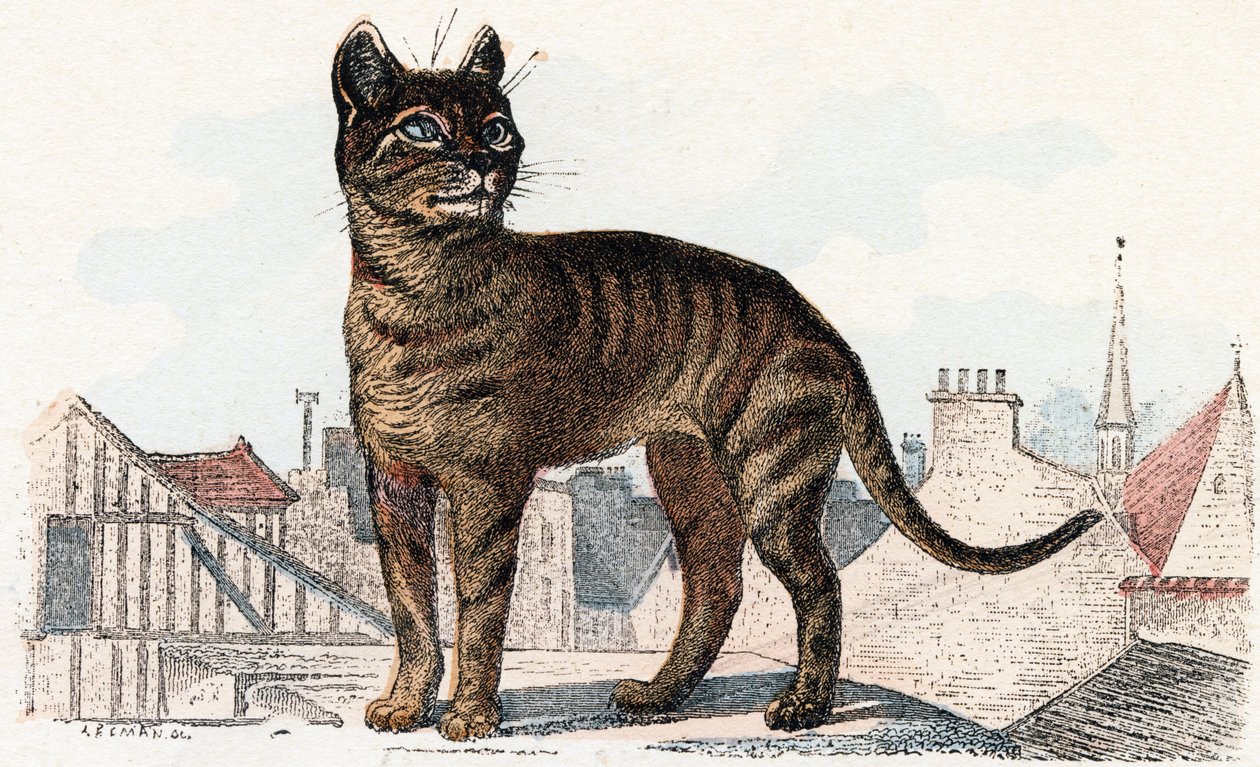 'Animals Illustrated Alphabet' filminden kedi by Edouard Travies