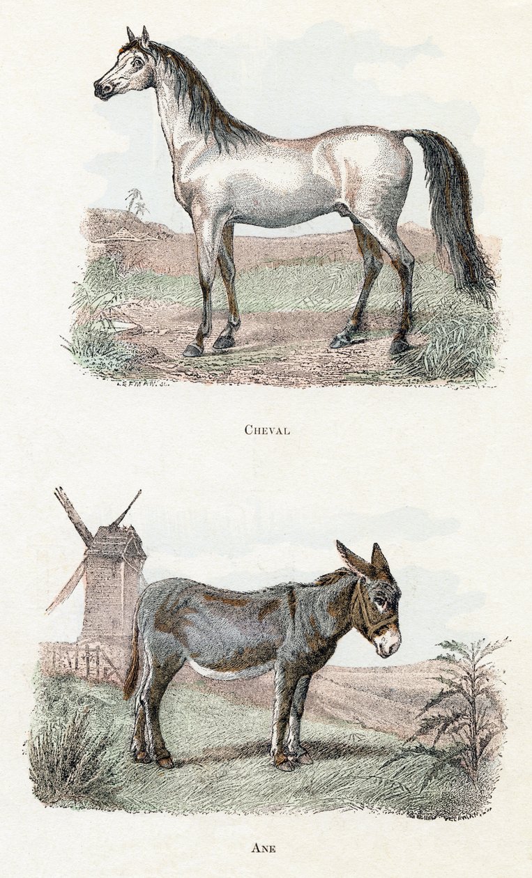 At ve eşek- "Alfabe hayvanları gösterir" 19. yüzyıl (gravür) by Edouard Travies