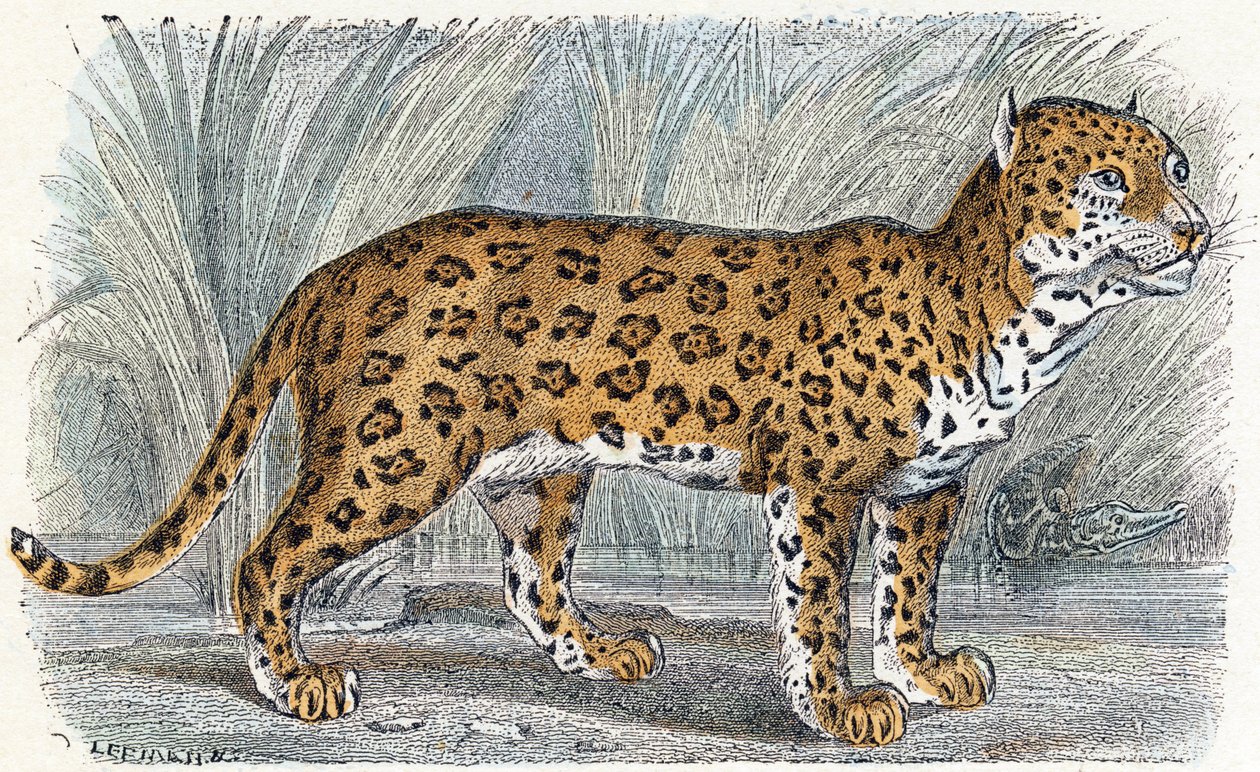 Jaguar- "Alfabe hayvanları gösterir" 19. yüzyıl (gravür) by Edouard Travies