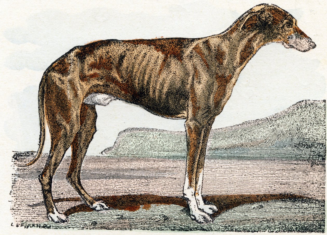 Levrier (köpek)- "Alfabe hayvanları gösterir" 19. yüzyıl (gravür) by Edouard Travies
