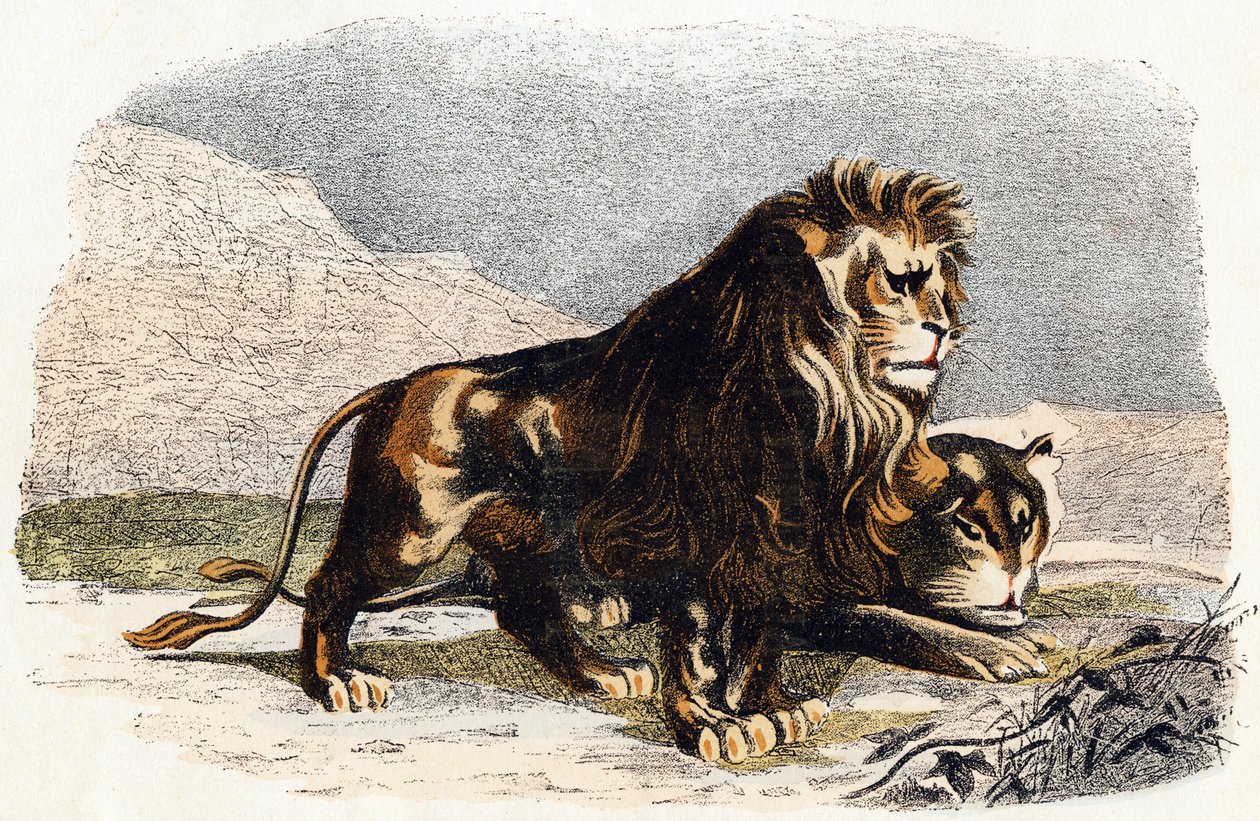 Aslan ve dişi aslan- "Alfabe hayvanları gösterir" 19. yüzyıl (gravür) by Edouard Travies