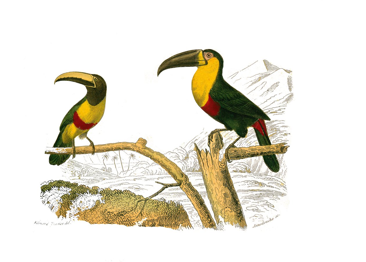 Doğal Tarih Kurulu: Dağcıları temsil eden zoolojik tahta. Grigri aracari ve sarı boğazlı toucan. Doğa bilimci Georges Louis Leclerc, Count of Buffon (170 by Edouard Travies