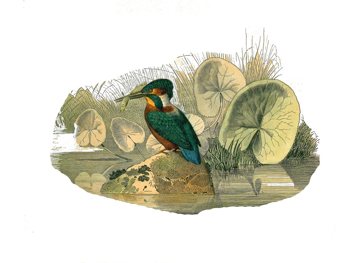 Natural History Board: Sindaktil ötücüleri temsil eden zoolojik tahta (birlikte iki veya daha fazla soda parmağına sahip). Yalıçapkını. Doğa bilimci Georges Louis Leclerc tarafından yazılan “Buffon