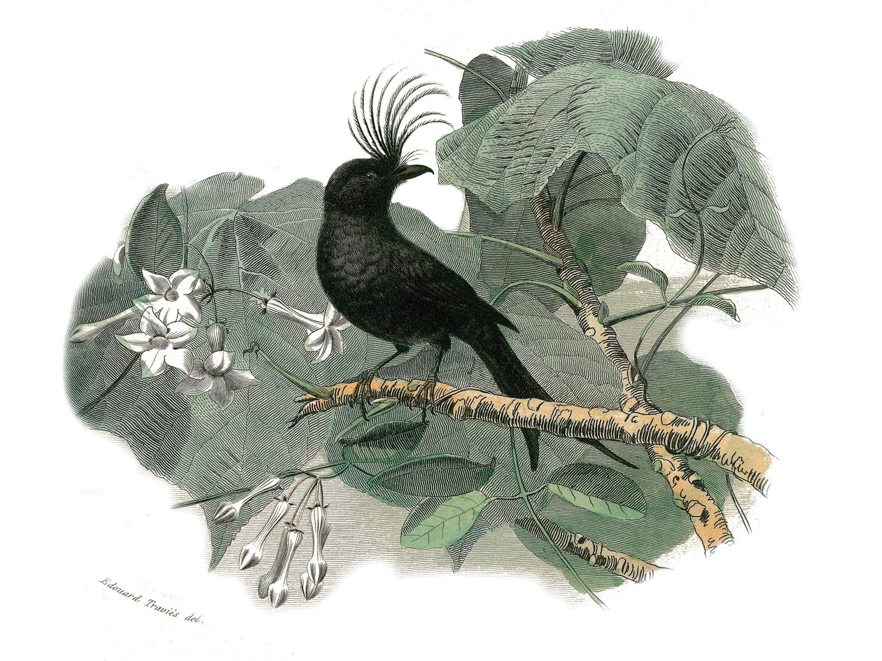 Doğal Tarih Plakası: Dentirostrous ötücüleri temsil eden zoolojik tahta (echancre ile). Drongo. Doğa bilimci Georges Louis Leclerc, Count of Buffon (1707-1788) tarafından yazılan “Buffon