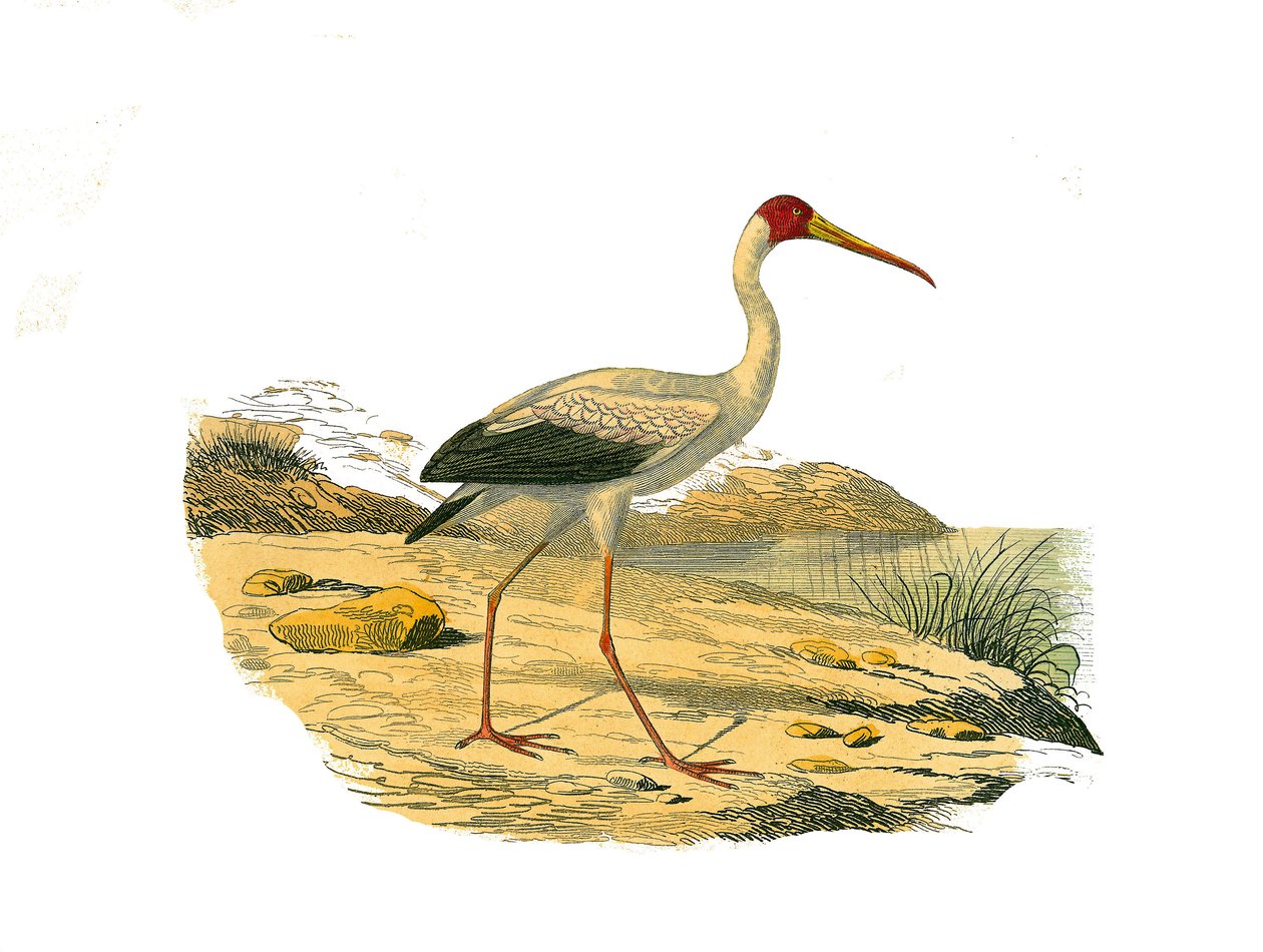 Doğal Tarih Plakası: Uzun boylu şaseleri temsil eden zoolojik tahta (uzun ve ince faturalarla): Beyaz Ibis. Doğa bilimci Georges Louis Leclerc, Count of by Edouard Travies