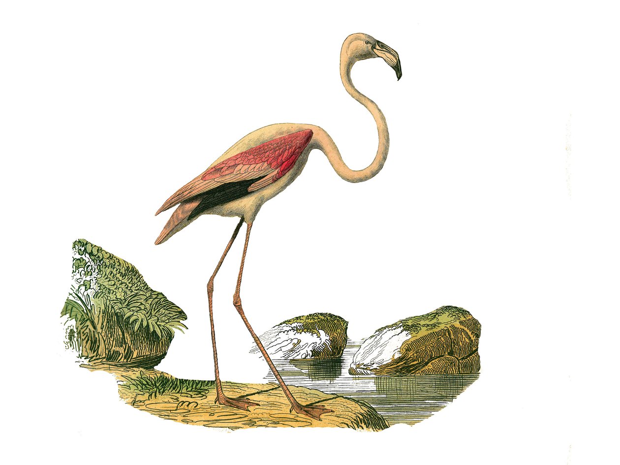 Doğal Tarih Plakası: Uzun boylu kuşları temsil eden zoolojik tahta (uzun ve ince gagalı): pembe flamingo. Doğa bilimci Georges Louis Leclerc tarafından yazılan “Buffon