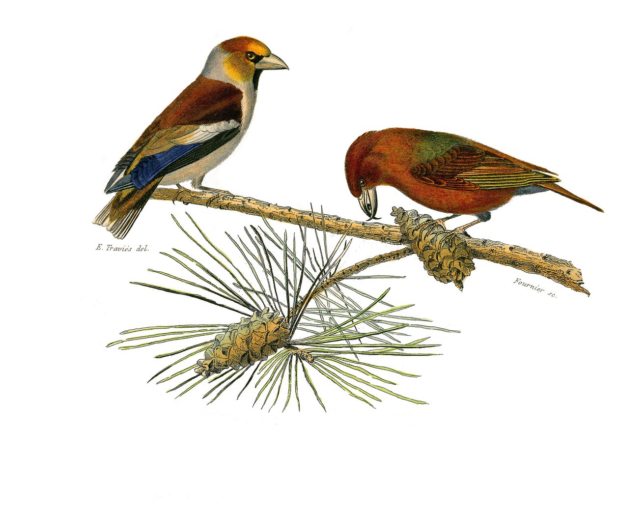 Doğal tarih tahtası: İğne yapraklı ötücü kuşları temsil eden zoolojik tahta (konik gaga). Büyük fatura (Grossbeak) ve Çapraz fatura (Çapraz fatura). Doğa bilimci Georges Louis Le tarafından yazılan “Buffon