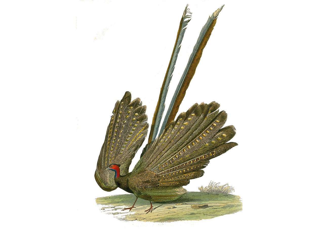 Doğal tarih panosu: Gallinasları temsil eden zoolojik pano: argus. Doğa bilimci Georges Louis Leclerc, Count of Buffon (1707-1788) tarafından 1749 ve 1785 yılları arasında yazılan “Buffon