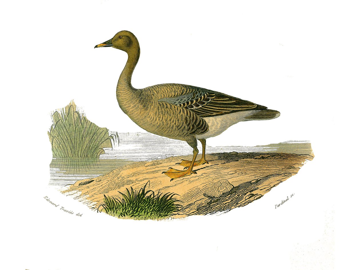Doğal tarih tahtası: Lamellirostrous palmipedleri temsil eden zoolojik tahta (kaburgalar veya dişlerle). Vahşi kaz. Doğabilimci Georges Louis Leclerc, Count of Buffon (17 by Edouard Travies