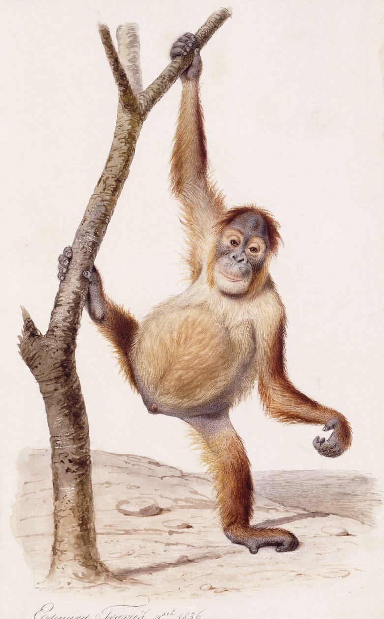 orangutan, 1836 by Edouard Travies