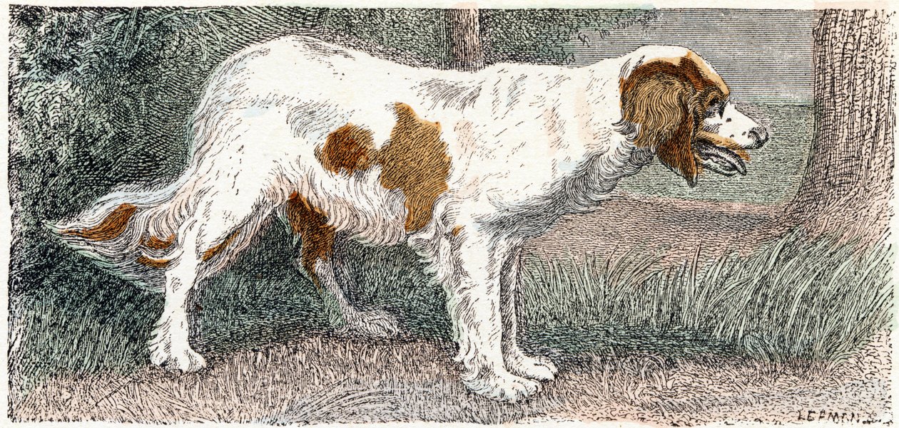 Spagneul (köpek)- "Alfabe hayvanları gösterir" 19. yüzyıl (gravür) by Edouard Travies