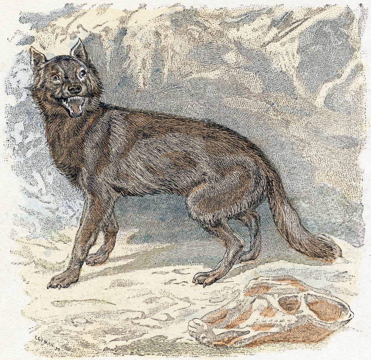 Wolf- "Alfabe hayvanları gösterir" 19. yüzyıl (gravür) by Edouard Travies