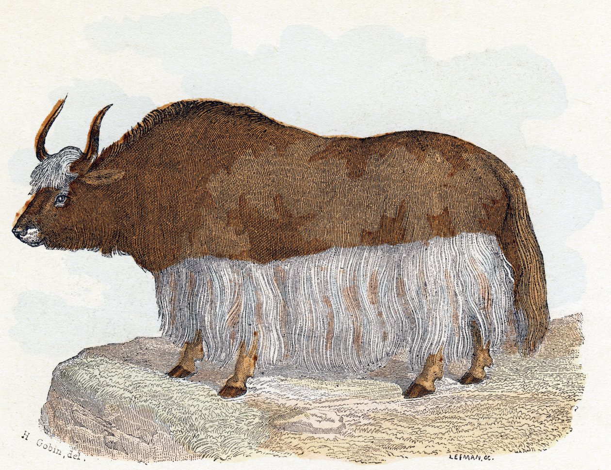Yack (yak) - "Alfabe hayvanları gösterir" 19. yüzyıl (gravür) by Edouard Travies