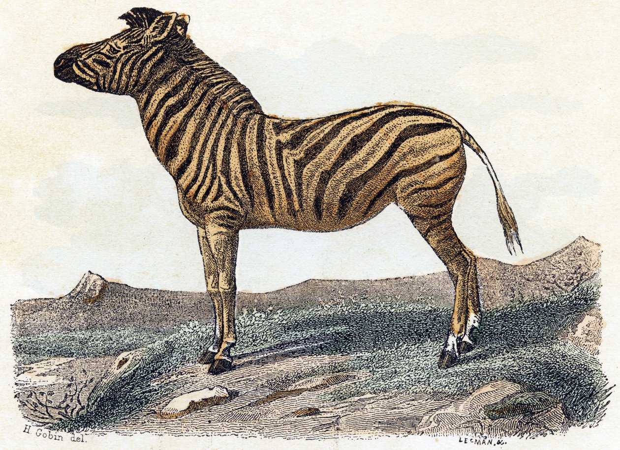 Zebra - "Alfabe hayvanları gösterir" 19. yüzyıl (gravür) by Edouard Travies