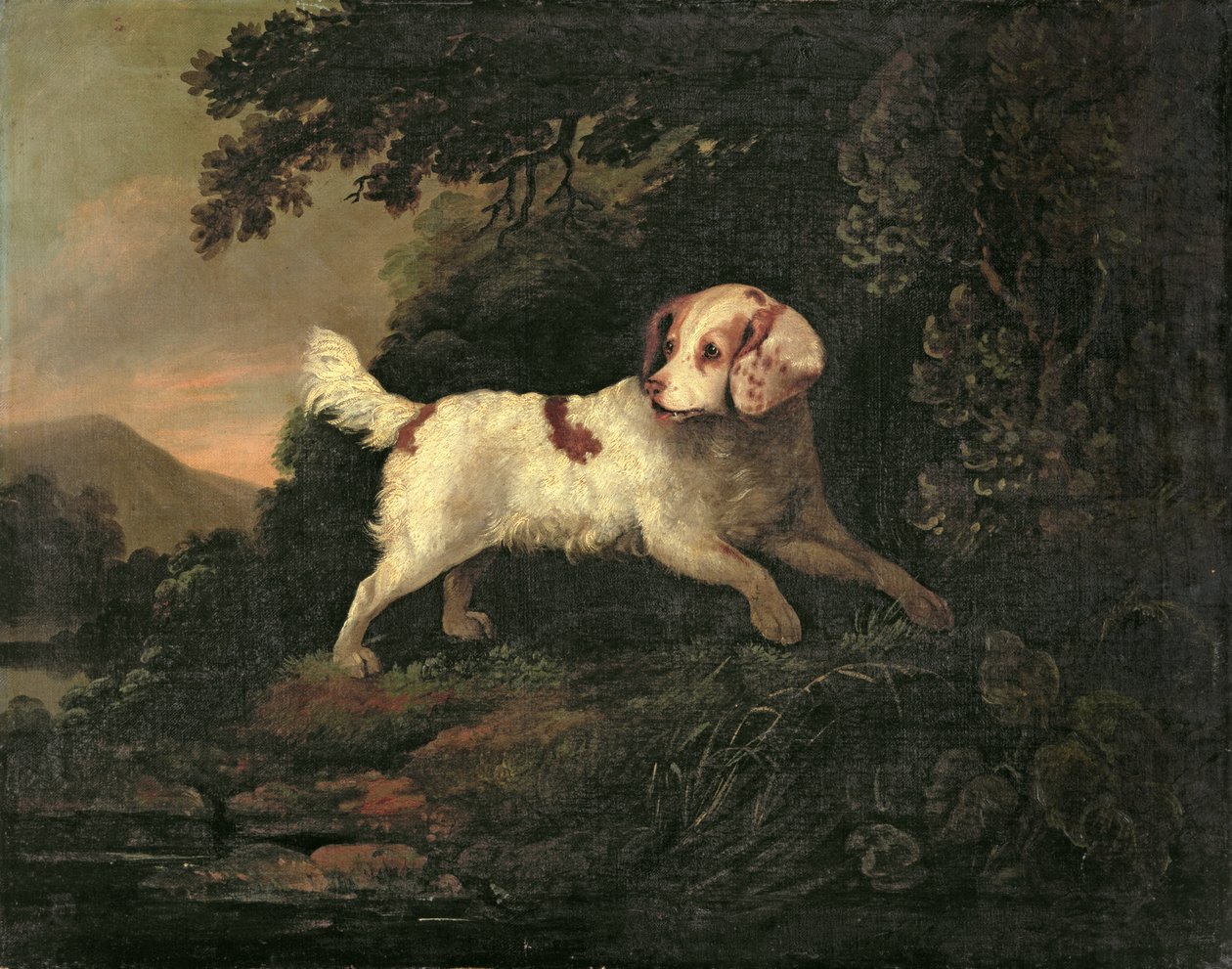 Ormanlık Nehir Manzarasında Clumber Spaniel Çalışması by Edward Cooper
