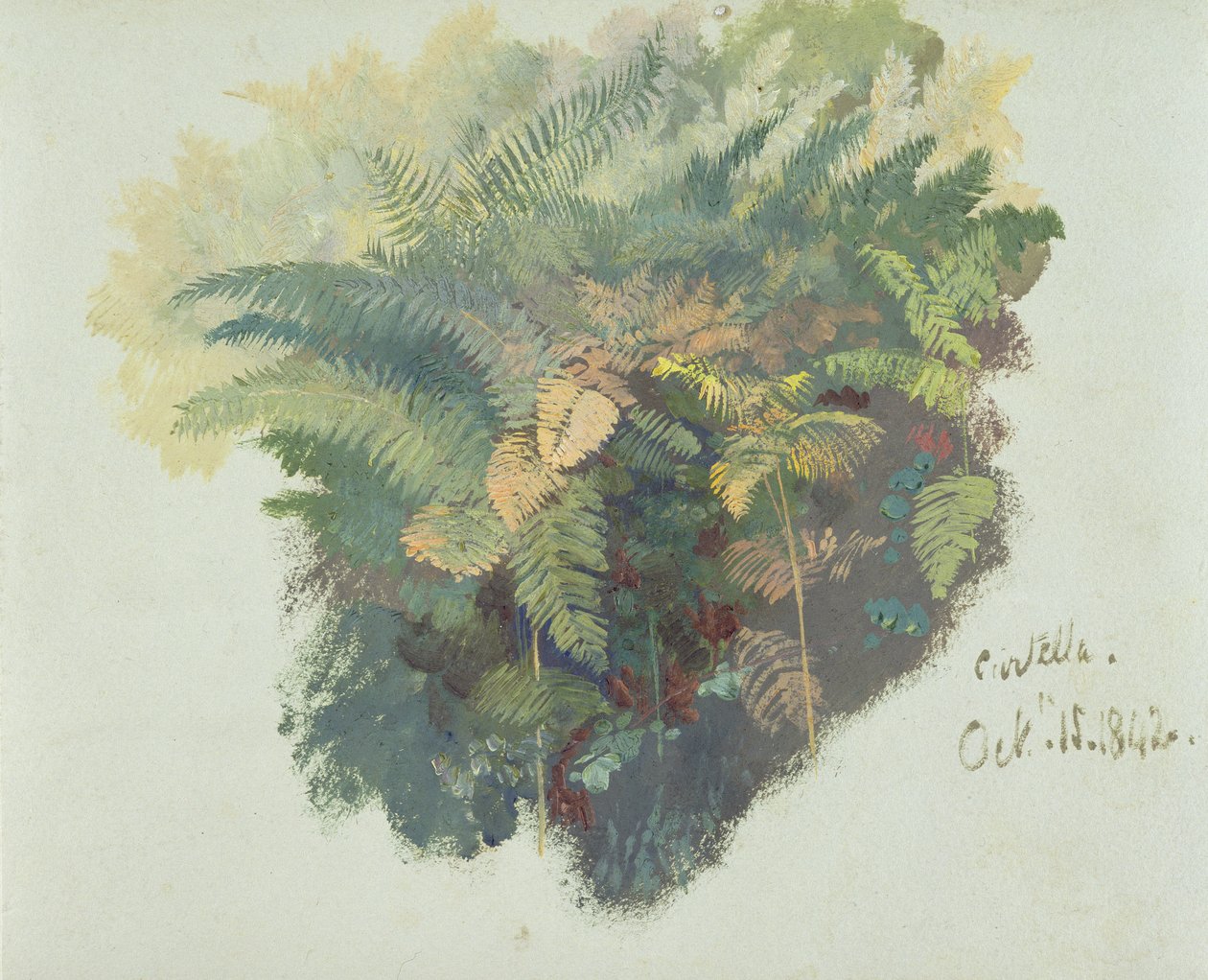 Eğrelti Otları Çalışması, Citivella, 1842, (gri dokuma kağıt üzerine yağlı boya) by Edward Lear