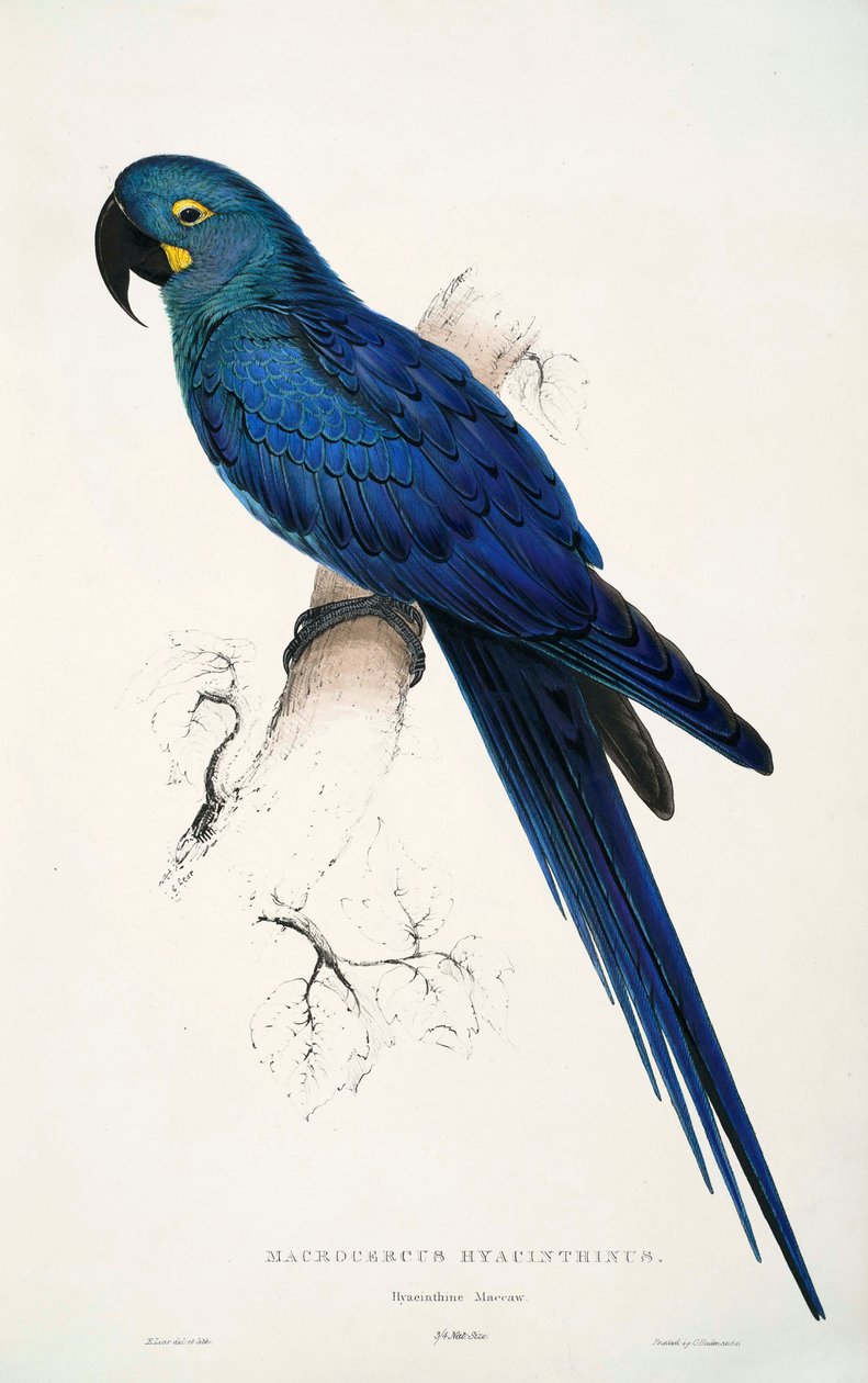anodorhynchus leari by Edward Lear