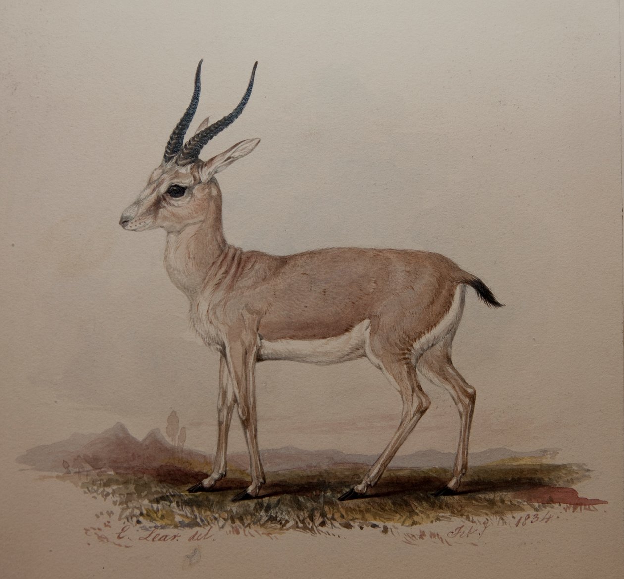 Antilop, 1834 by Edward Lear