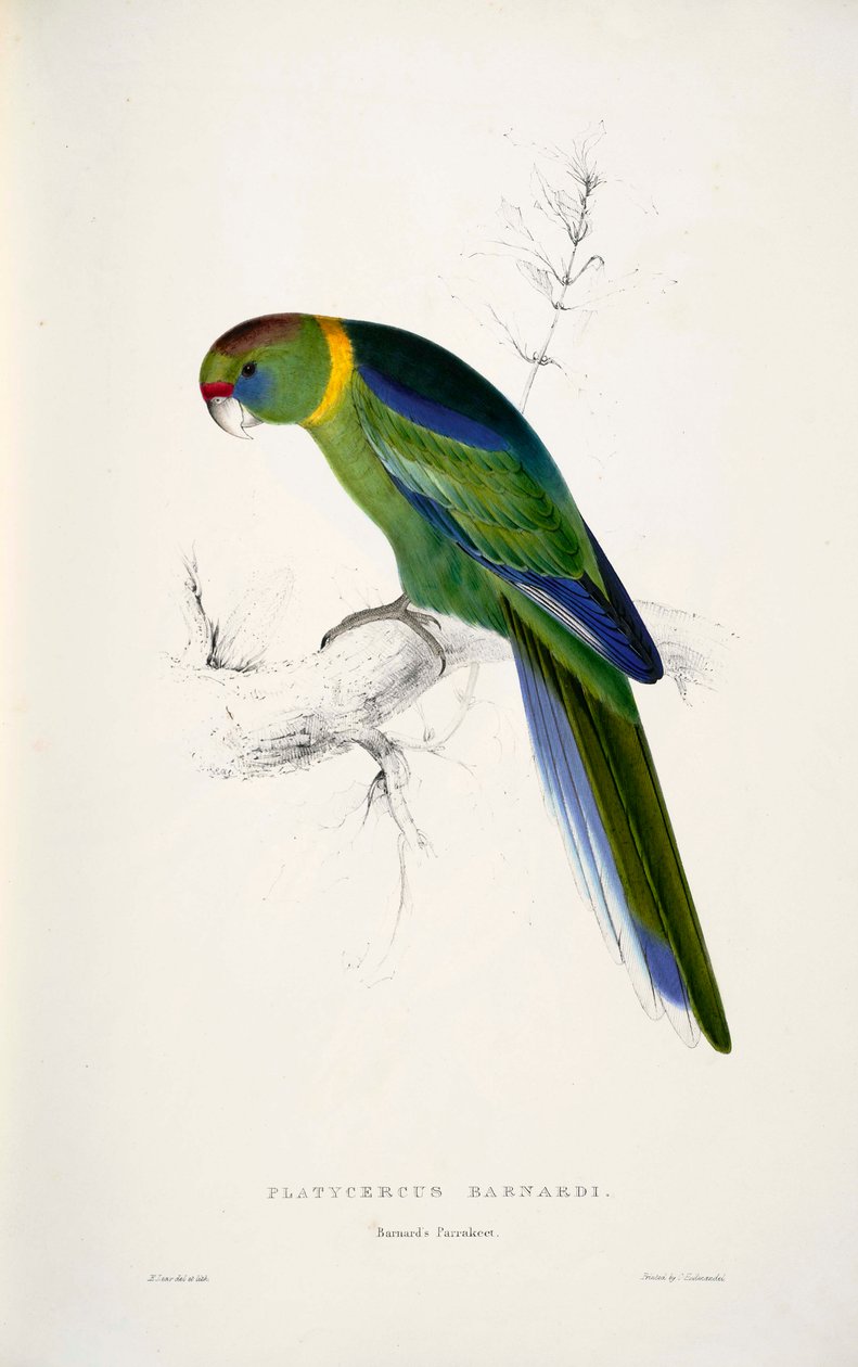 Barnardius zonarius by Edward Lear