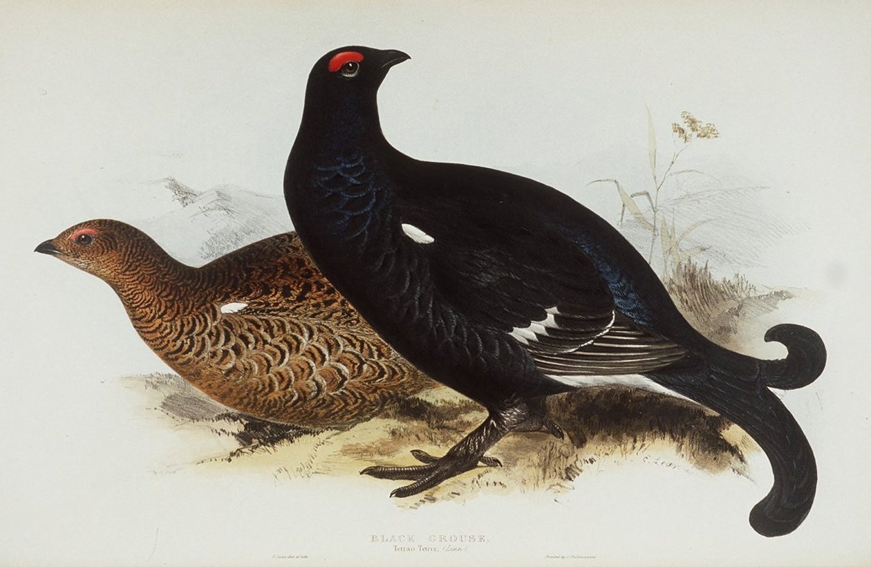 Kara Orman Tavuğu by Edward Lear
