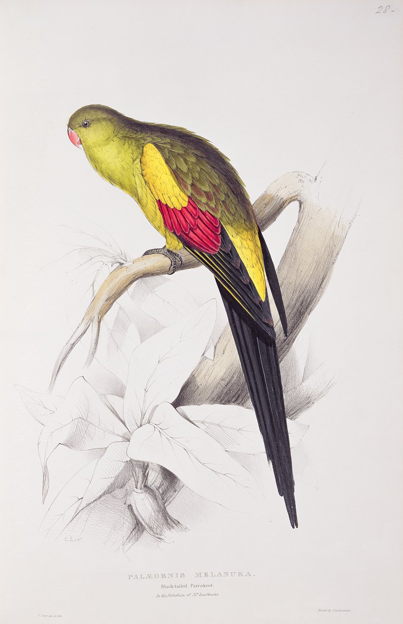 Black-Tailed Parakeet  by Edward Lear