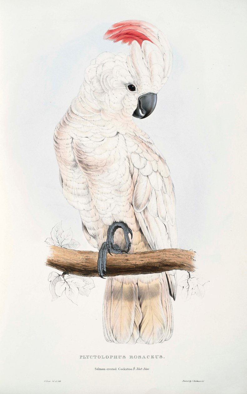 Cacatua moluccensis by Edward Lear