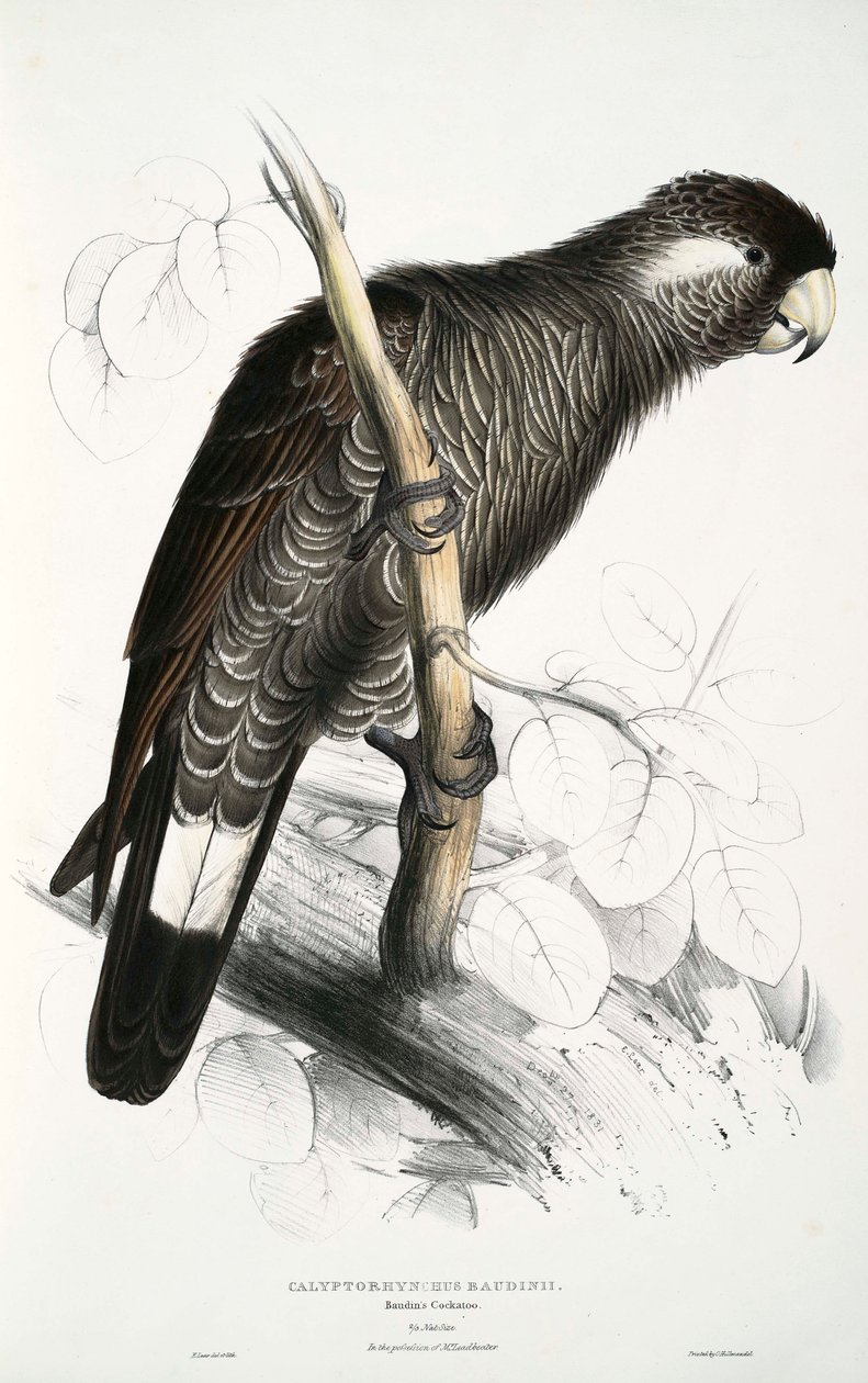 kalyptorhynchus by Edward Lear