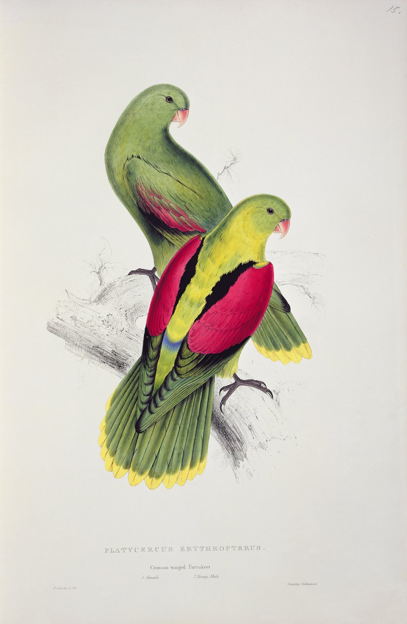 Kızıl Kanatlı Muhabbet Kuşu by Edward Lear