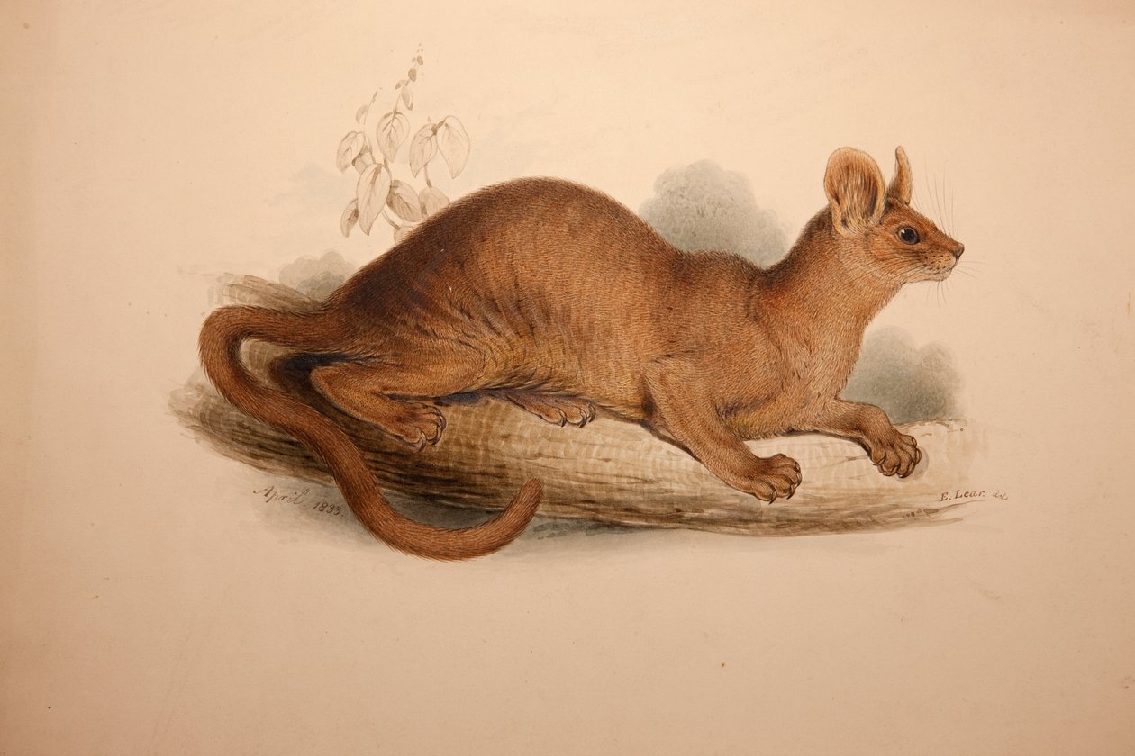 Cryptoprocta feroks, 1833 by Edward Lear