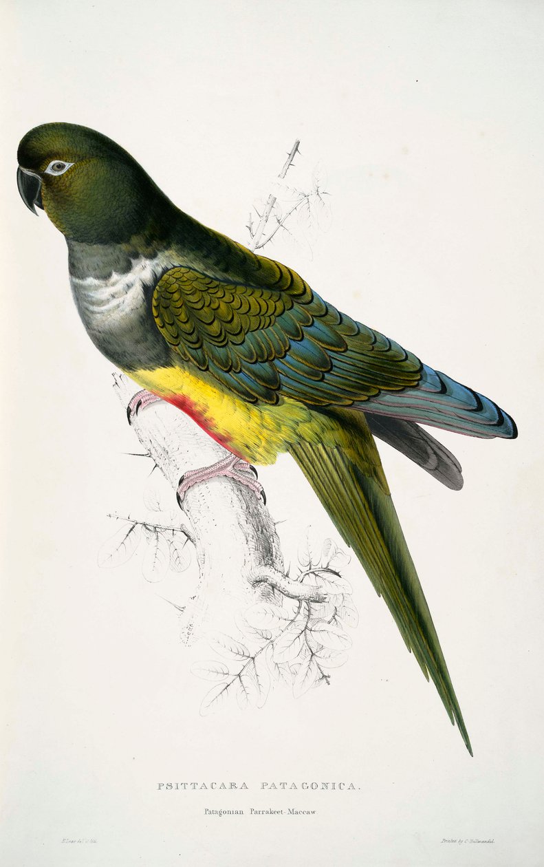 cyanoliseus patagonus by Edward Lear