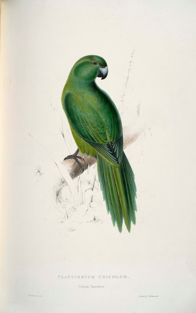 Siyanoramphus tek renkli by Edward Lear