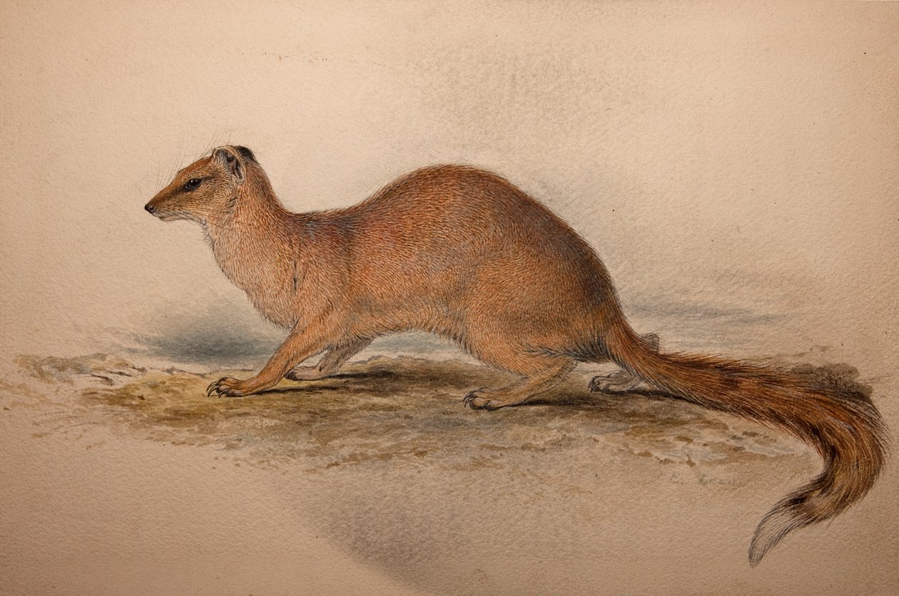 Cynictis steedmanii, c.1835 by Edward Lear