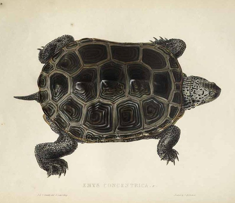 Emys eşmerkezli by Edward Lear