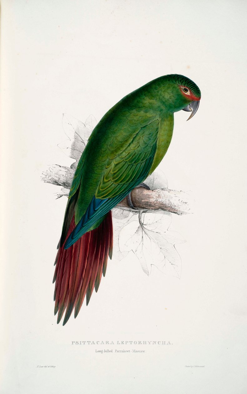 enicognathus leptorhynchus by Edward Lear