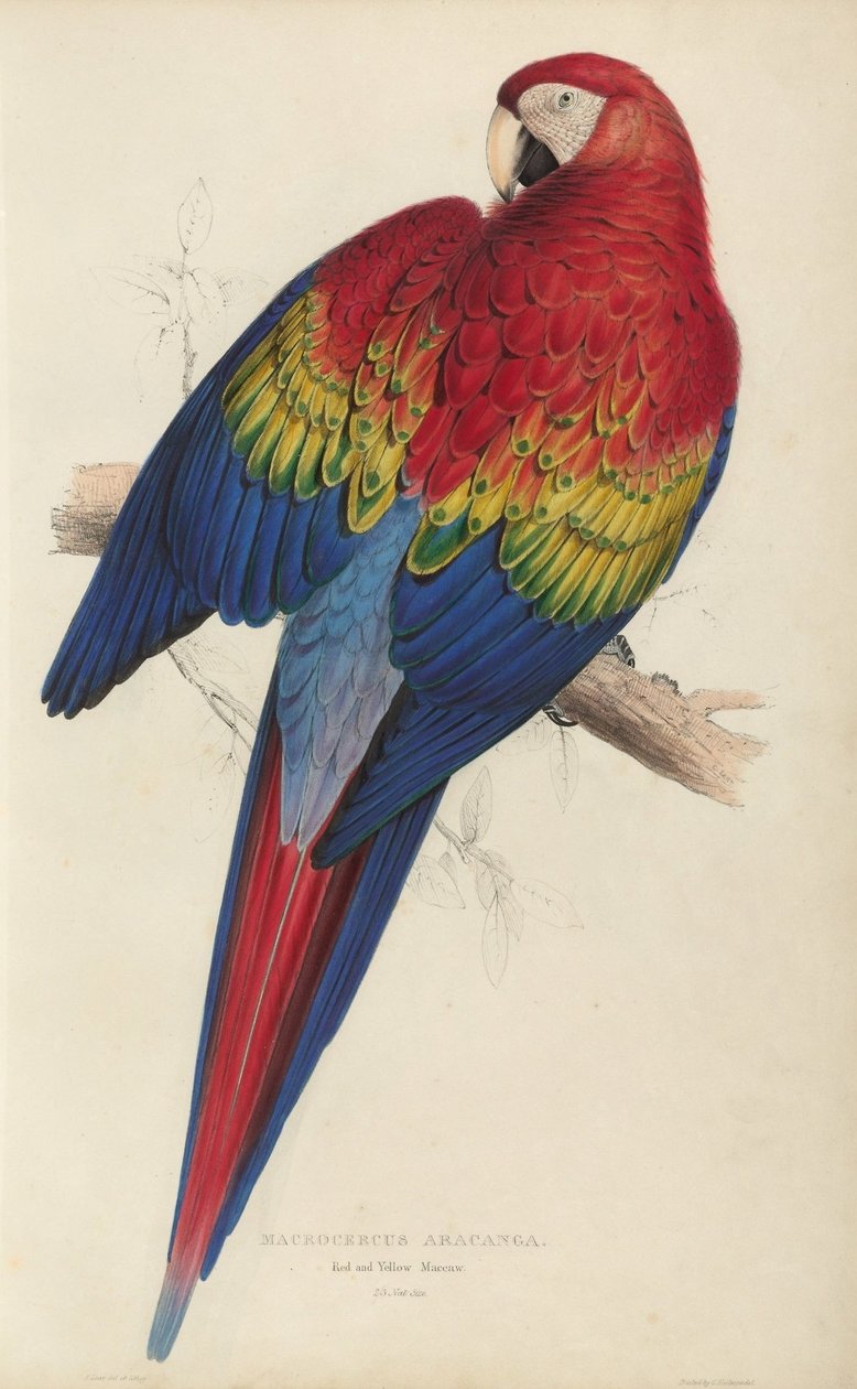 Psittacidœ veya papağan ailesinin çizimleri, levha 7 by Edward Lear