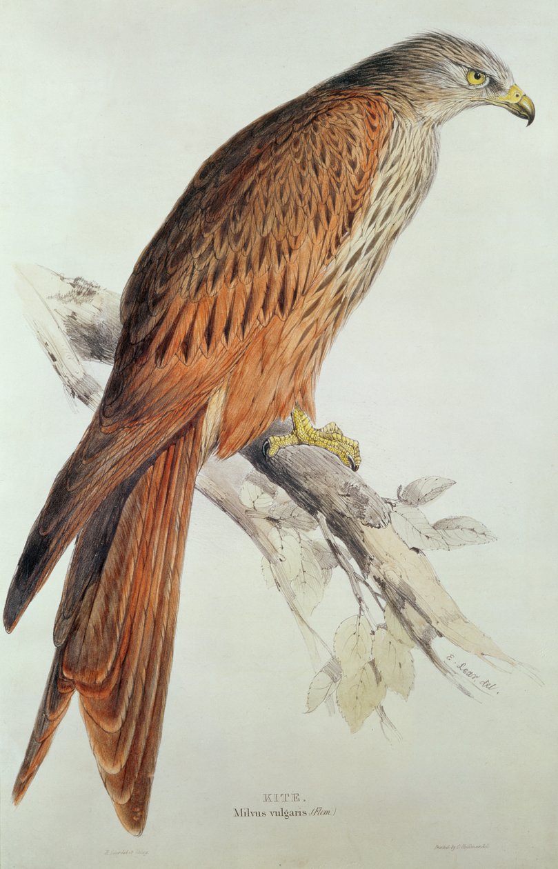 uçurtma by Edward Lear