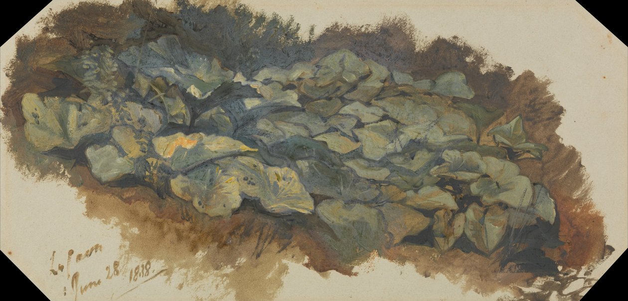 Kava by Edward Lear