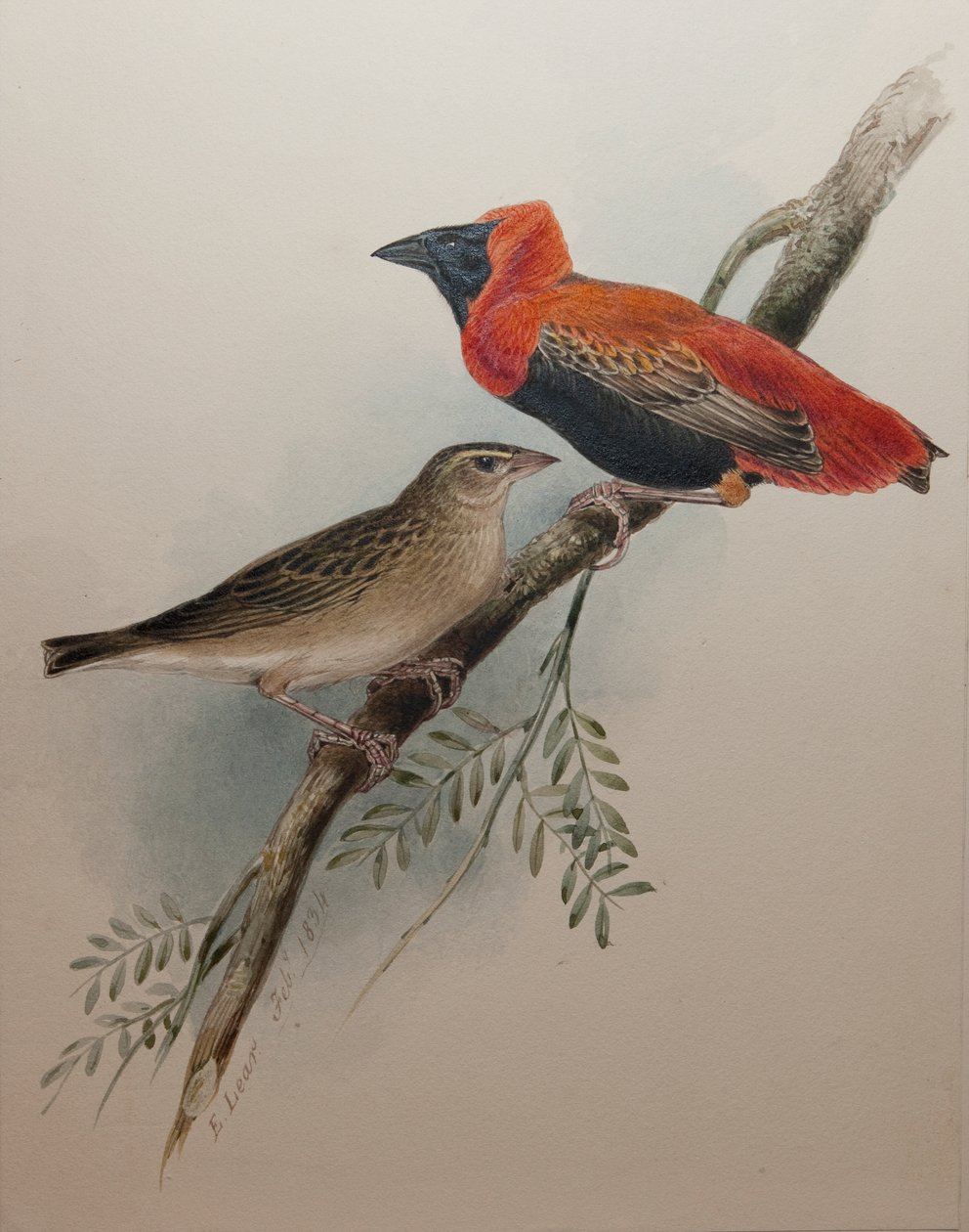Kuzey Kızıl Piskopos, 1834 by Edward Lear