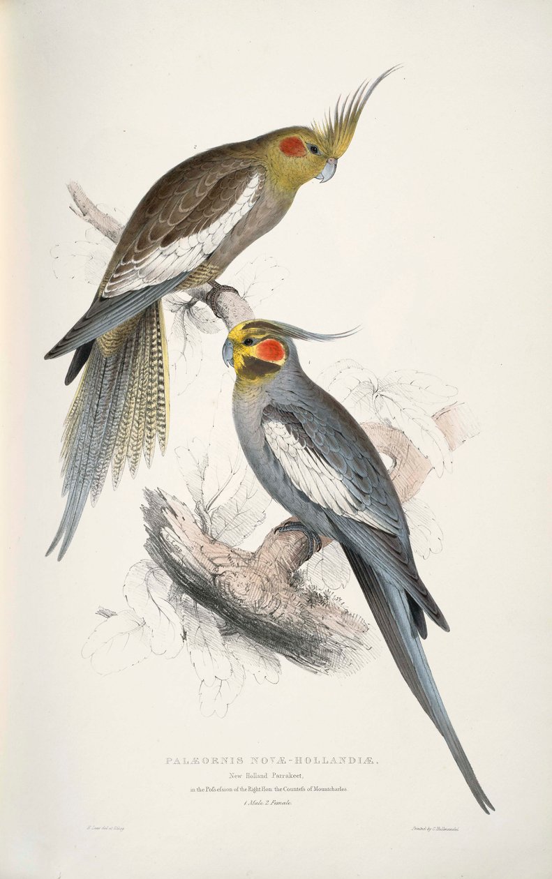 nymphicus hollandicus by Edward Lear