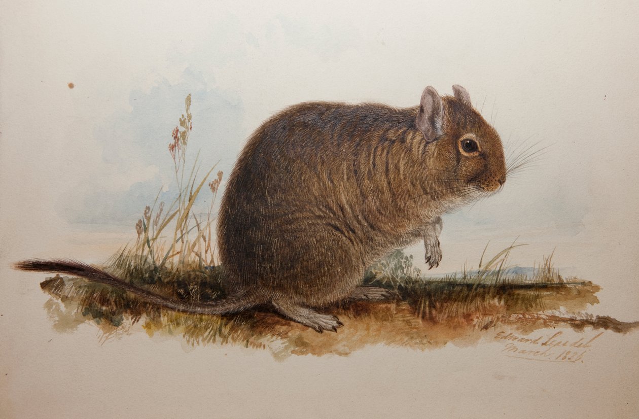 Octodon cumingii, 1836 by Edward Lear