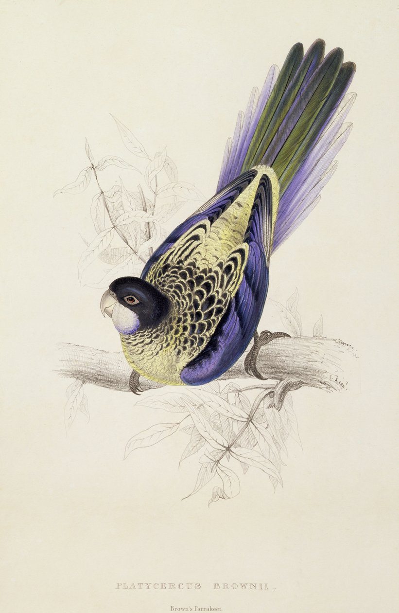 Platycercus Brownii veya Brown