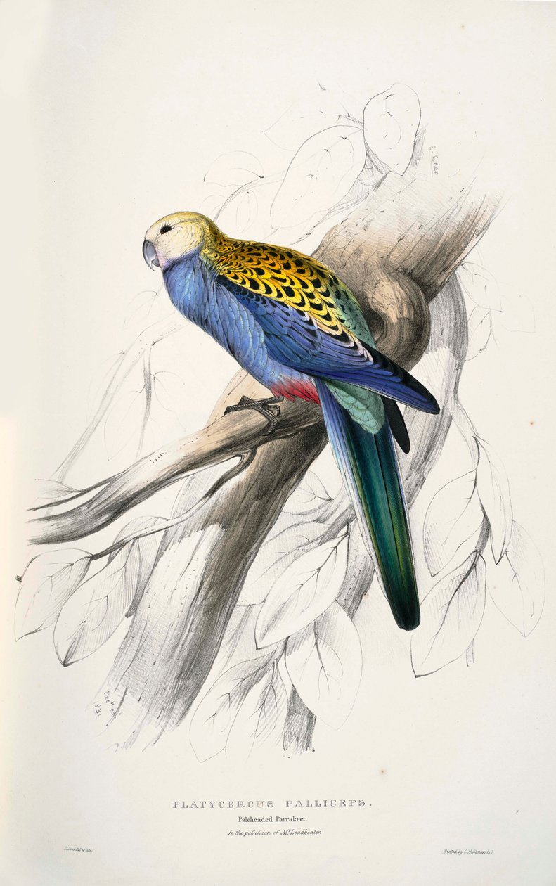 eğitimli ornitorenk by Edward Lear