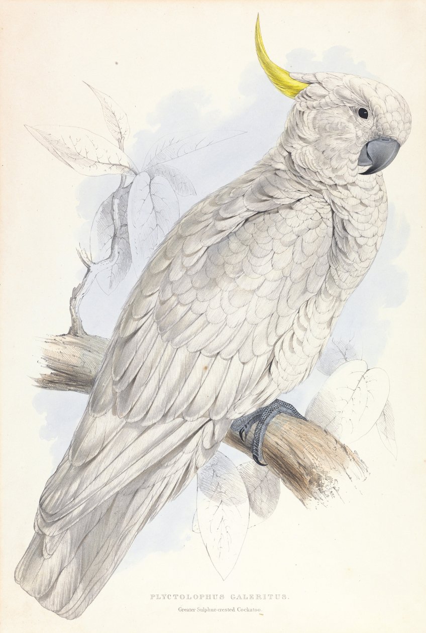 Plyctolophus Galeritus. Büyük Kükürt Tepeli Kakadu. by Edward Lear