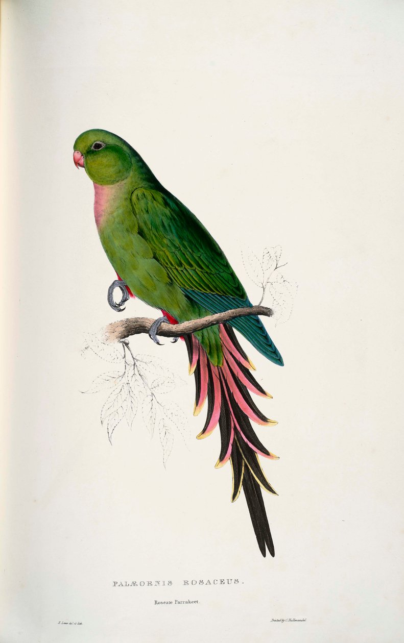 lüks Alexandra by Edward Lear