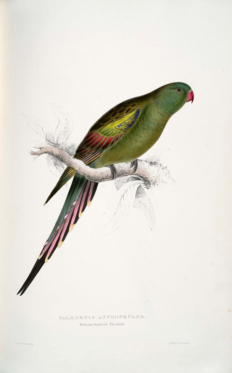 Lüks çiçeklik by Edward Lear